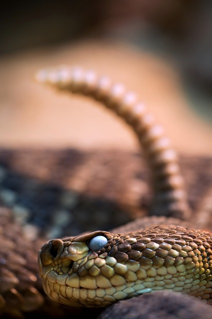 line, snakehead, rattle