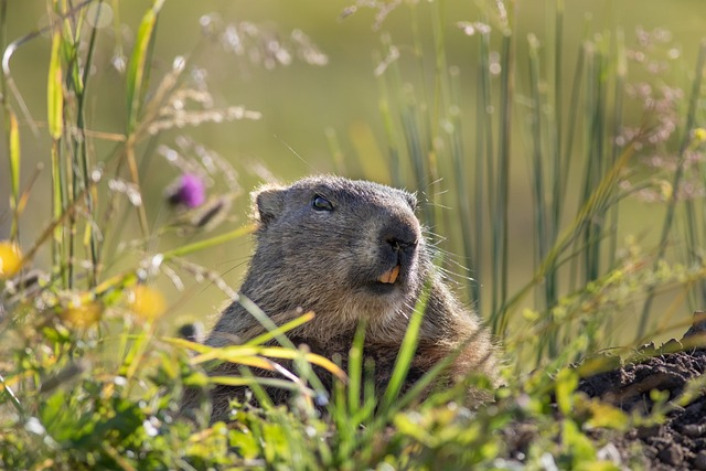 marmot, rodent, alpine marmot