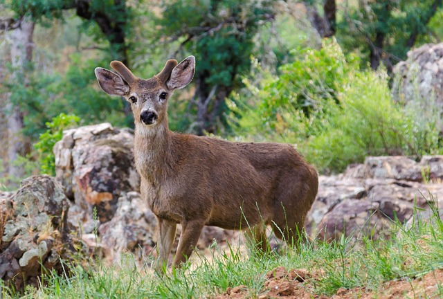 mule deer, usa, mariposa
