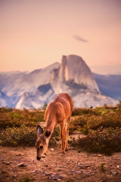 deer, animal, wildlife