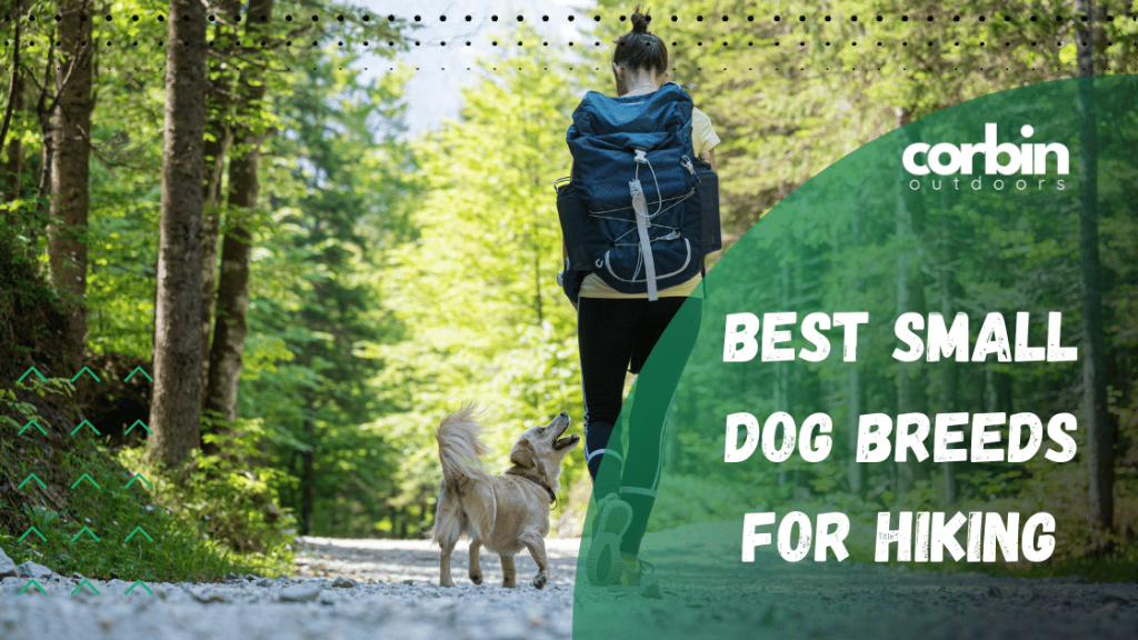 Best Hiking Dogs Blog Banner, Hiker and Dog Walking