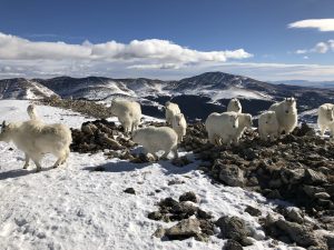 Mountain Goats on Quandary