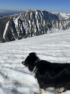 Dog in Quandary Peak