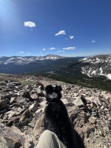 Australian Shepherd Dog on Quandary Peak Trail